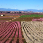 ¡Árboles en flor, campos verdes y buen tiempo...ya está aquí la primavera!