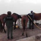 Rurales y Bomberos suministraron el sábado agua a los equinos. 