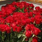 Les roses roges seran, un any més, les preferides per a Sant Jordi.