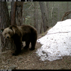 Imatge d’arxiu de l’ós Goiat, que aquest any ha protagonitzat més de quaranta atacs a bestiar.
