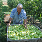 Agricultor recolectando manzanas en Bellvís. 