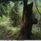 El oso Nere (en la foto) ha vuelto a Aran tras 19 años en Francia.