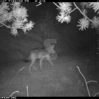 Detectat un llop a la serra del Port del Comte