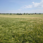 Imagen de archivo de un campo de cebada en la comarca de la Segarra.
