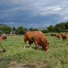 Preocupación de los ganaderos no afectados  -  El sector critica que la indemnización por los animales sacrificados es “ridícula”, entre 400 y 500 euros. Los ganaderos no afectados, como el de la imagen, piden que se controle a los jabalíes ...