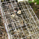 Un exemplar de visó americà capturat en un trampa.