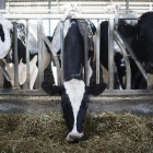 El consumo de leche cruda entraña riesgos sanitarios elevados, según la OCU