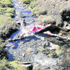 Los restos de la potra devorada por el oso Cachou el domingo en el municipio de Vielha e Mijaran.