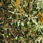 Una olivera afectada per la sequera al Baix Ebre.