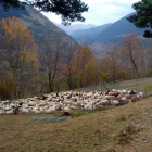 Uno de los agrupamientos de ovejas en el Sobirà.