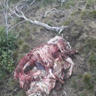 L’ovella morta per l’atac de l’ós a Castanesa.