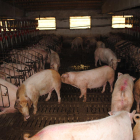 Imatge d’arxiu d’una granja de porcs de Lleida.