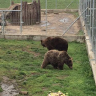 Els óssos Mimo i Aran, al recinte de quarantena a Hongria, on passaran un mes abans d’alliberar-los.