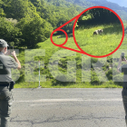 Agentes Rurales observando el oso, en Esterri d'Àneu