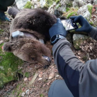 El cadáver del oso Cachou, hallado en Les el pasado 9 de abril.