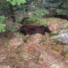 El oso fue hallado muerto en la zona de Soberpera, en Les.