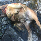 El cuerpo de la yegua ha aparecido en Mont, en el municipio de Vielha e Mijaran
