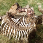 Los restos de la yegua devorada por el oso Cachou en la zona de Barradòs.