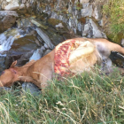 Los restos de la yegua muerta en el nuevo ataque de Cachou.
