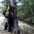Un oso fotografiado en La Vall de Cardós esta semana. 