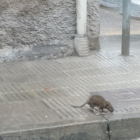 Una de les rates al carrer Pere de Sant Climent.