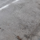 Una rata muerta ayer en la calle Camí de Picos de Cappont. 