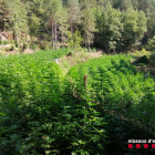 Los Mossos localizaron en agosto una plantación con 18.000 plantas de marihuana en Guixers. 