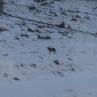 Un posible lobo en una zona próxima a la boca sur del túnel de Vielha.