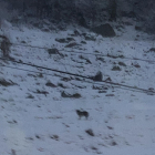 Imagen del posible ejemplar de lobo ayer cerca de túnel de Aran. 
