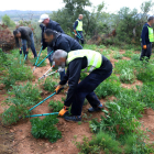 Agentes cortando algunas de las plantas que hallaron ayer entre los campos de olivos. 