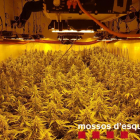 Dos detenidos por cultivar 1.502 plantas de marihuana en el interior de un domicilio de Guissona