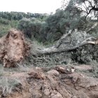 Una olivera arrencada al camí d'Almatret.