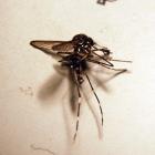 El mosquito tigre tiene una línea característica en cabeza y tórax. 