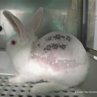 Imagen de un conejo en el laboratorio.
