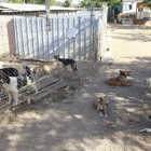Un grupo de perros que esperan a ser adoptados, ayer en la protectora Lydia Argilés de Lleida.