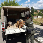 Els dos gossos rescatats de la finca de Conca de Dalt.