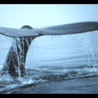 Captura d'un vídeo sobre el sinistre joc 'Balena blava'