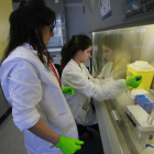 Dos investigadoras ayer, en uno de los laboratorios del Institut de Recerca Biomèdica de Lleida