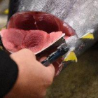 Set lleidatans intoxicats per menjar tonyina 