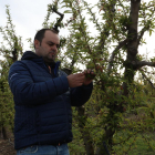Josep Cabré analiza los efectos del frío en sus frutales, ayer en una finca en Alpicat.