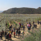 Alcarràs, Aitona i Torres de Segre mostren els seus arbres florits