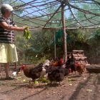 Una veïna de les Valls d’Aguilar alimenta amb sobres gallines que cria per a consum propi.