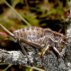 La nova espècie batejada com a ‘Pycnogaster ribesiglesiasii’.
