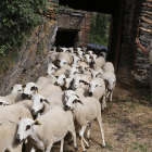El pastor, Ramon Cornellana, en su redil de Farrera donde guardará las ovejas hasta el próximo domingo. 