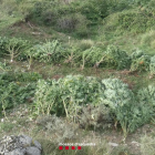 Les plantes de marihuana localitzades en una zona boscosa del Pallars Jussà.