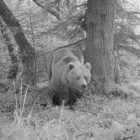 Imagen de archivo de un oso en el Aran.
