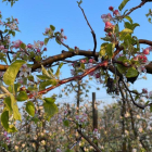 Sistema antigelada en funcionament en una finca de fruita dolça a Corbins en la tercera matinada consecutiva amb temperatures sota zero a Ponent.