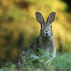 Un conill, en una imatge d'arxiu