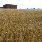 Una finca d'ordi afectada per la sequera a Granyena de Segarra.