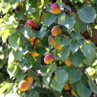 Albercocs a punt de collir en una finca de Seròs